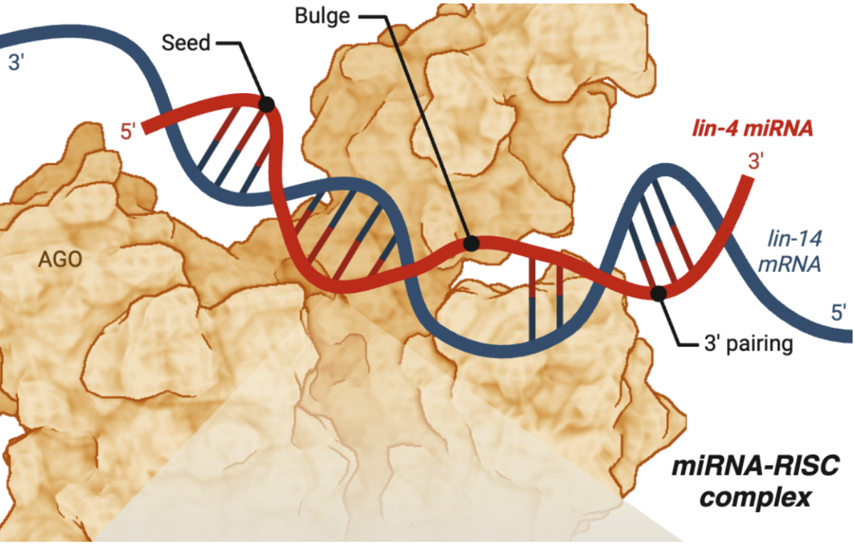 Just Toying with Genes — 2024 Nobel Prize in Physiology or Medicine